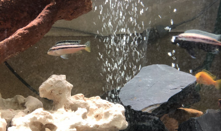 aquarium Malawi 350L