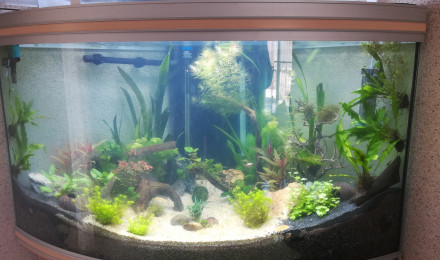 aquarium Aquarium JLS