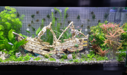 aquarium Mon aquarium