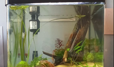 aquarium Bac à crecre