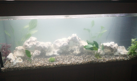 aquarium Cath712