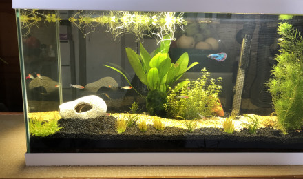 aquarium Aquarium eau douce