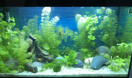aquarium Sixties