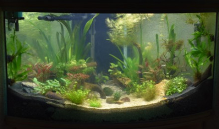 aquarium Aquarium JLS