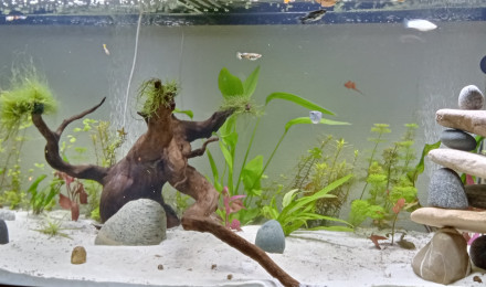 aquarium Mon premier