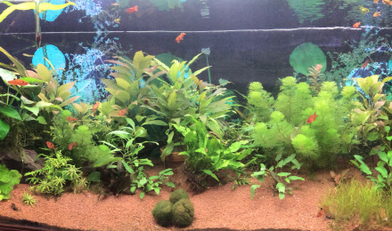 aquarium Communautaire