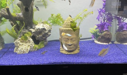 aquarium Ciano