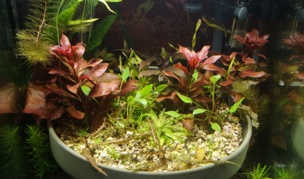 aquarium Nano