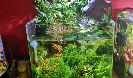 aquarium Nano