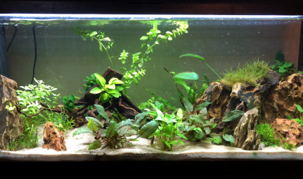 aquarium Mon premier bac en naturel