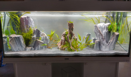 aquarium Rio 240