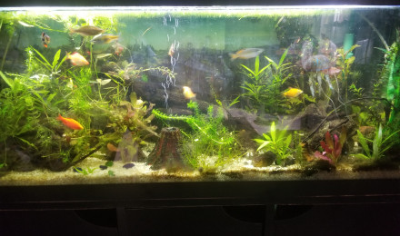 aquarium melanoteania