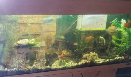 aquarium gourami