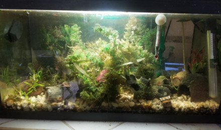aquarium guppy
