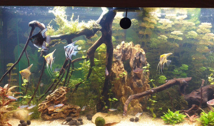 aquarium amazonien