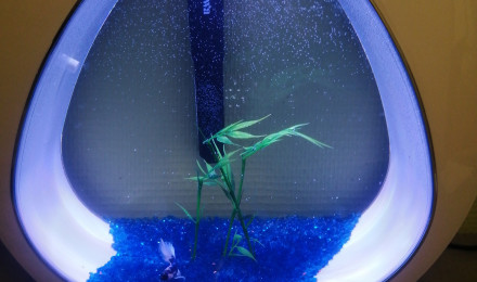 aquarium Mon 1er aquarium