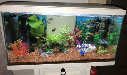 aquarium Guppyguppy 60l