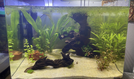 aquarium Aquarium spécifique grenouilles Hymenochirus boettgeri