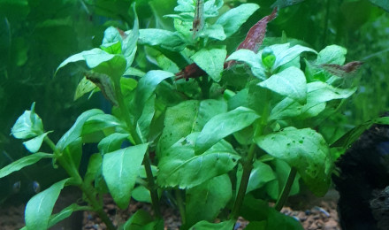 aquarium 40L cubique