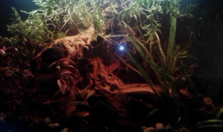 aquarium Teste3. crevettes betta 60l net