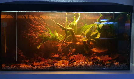 aquarium 54l killies