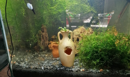 aquarium Ramirezi