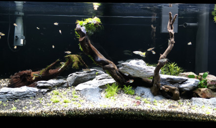 aquarium 180 L