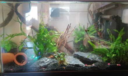 aquarium Nano aquarium