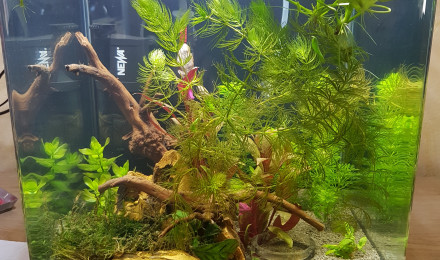 aquarium Nano cube Dennerle