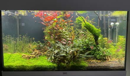 aquarium 125L