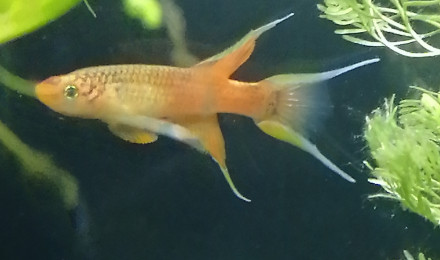 aquarium kili lAphyosémion Australe