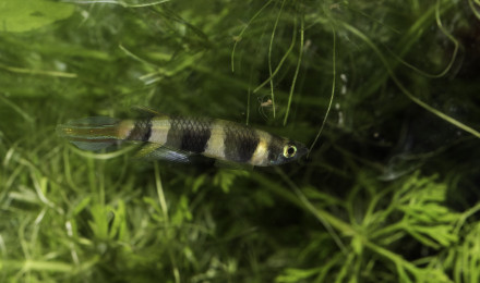 aquarium Pseudepiplatys annulatus