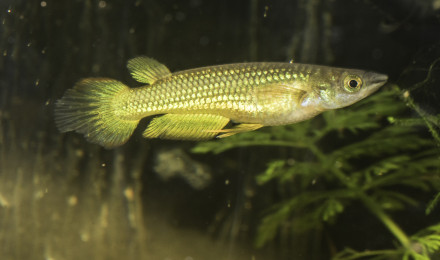 aquarium Aplocheilus lineatus gold
