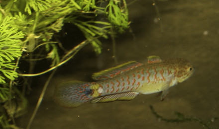 aquarium Tateurndina ocellicauda