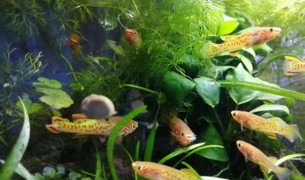 aquarium Fundulopanchax gardneri gold