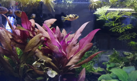 aquarium Tétraodon nain