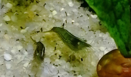 aquarium Crevettes Babaulti green