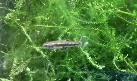 aquarium Hétérandria Formosa