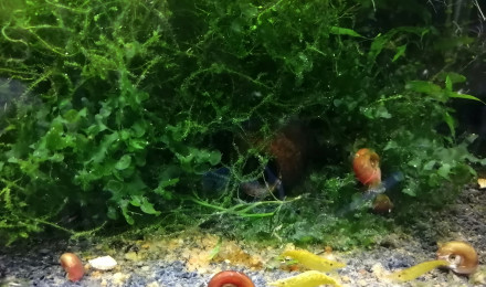 aquarium Crevettes Yellow néon