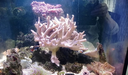 aquarium Récifal