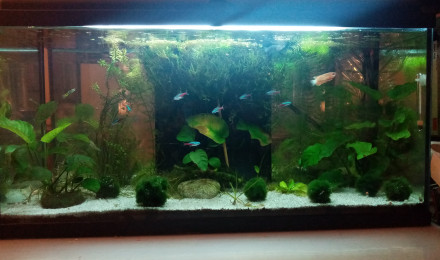 aquarium Communautaire