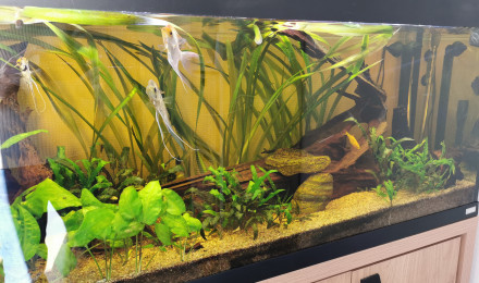 aquarium Fluval 240