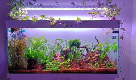 aquarium Petite graine de vie