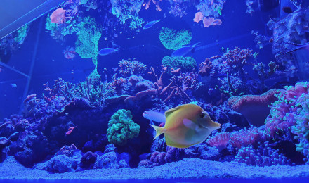 aquarium Aqua recifal