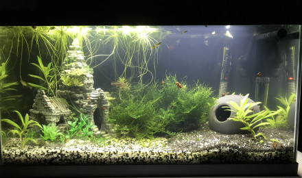 aquarium Guppy