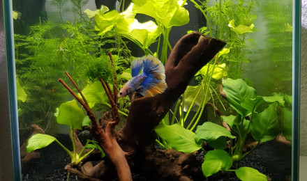 aquarium Mon premier bac - janvier 2018