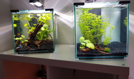 aquarium Mon second bac - février 2019
