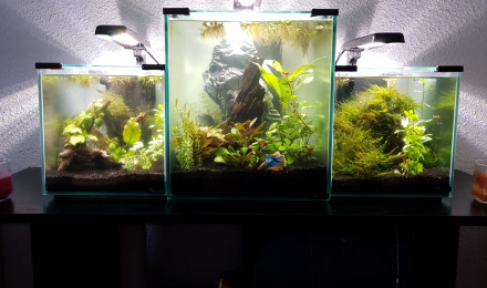 aquarium Mon troisième bac - avril 2019