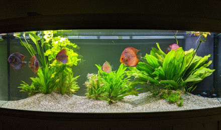 aquarium Discus paradise