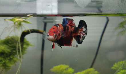 aquarium Bac Betta Splendes